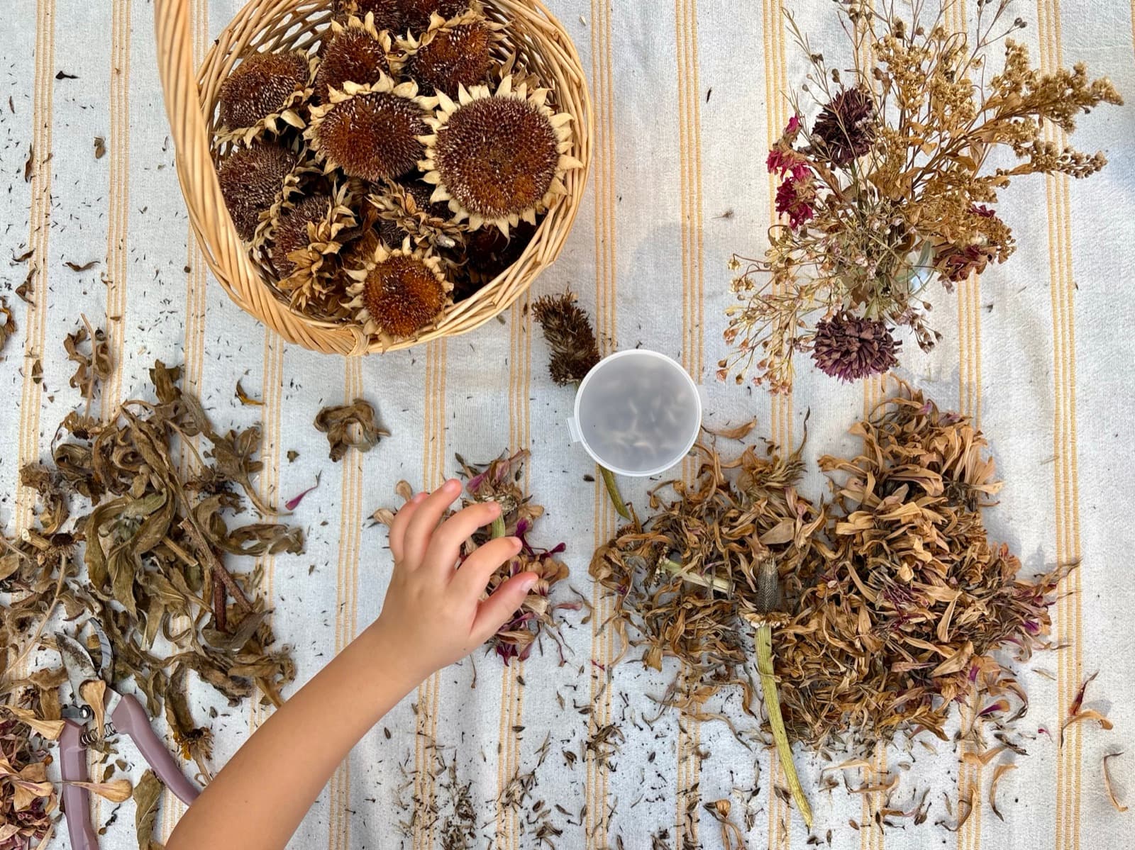 A child’s hand sorting dried flowers and seed heads beside a basket of sunflowers