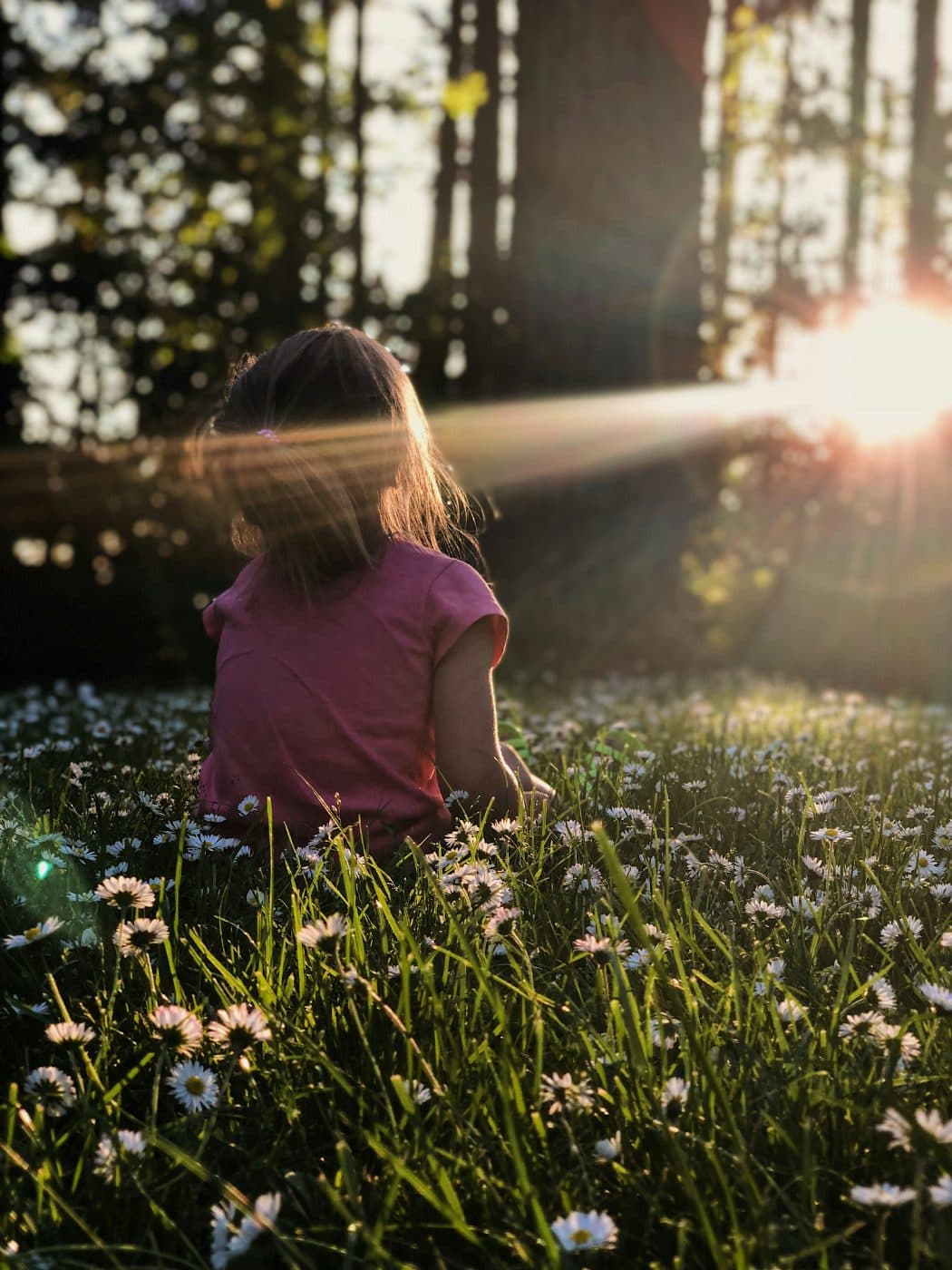 A child sitting in a daisy meadow in evening sunlight